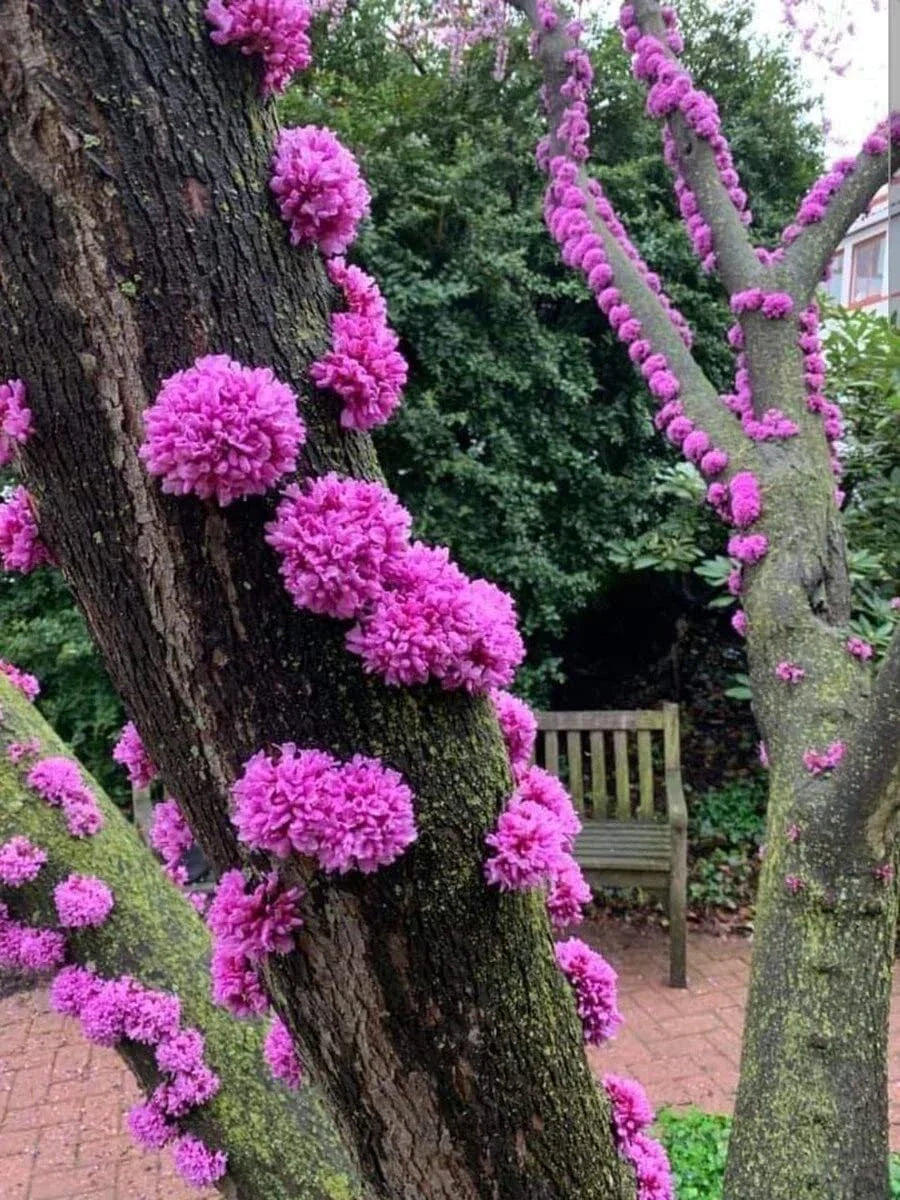 Judas Tree Seeds - 20 Pack - Flowering Cercis siliquastrum for Garden Planting