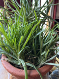 Aloe Vera Chinensis Plants - 6-8 Inch Rooted Cuttings for Skin Care & Indoor Garden - Aloe barbadensis Miller Succulents Pack of 5