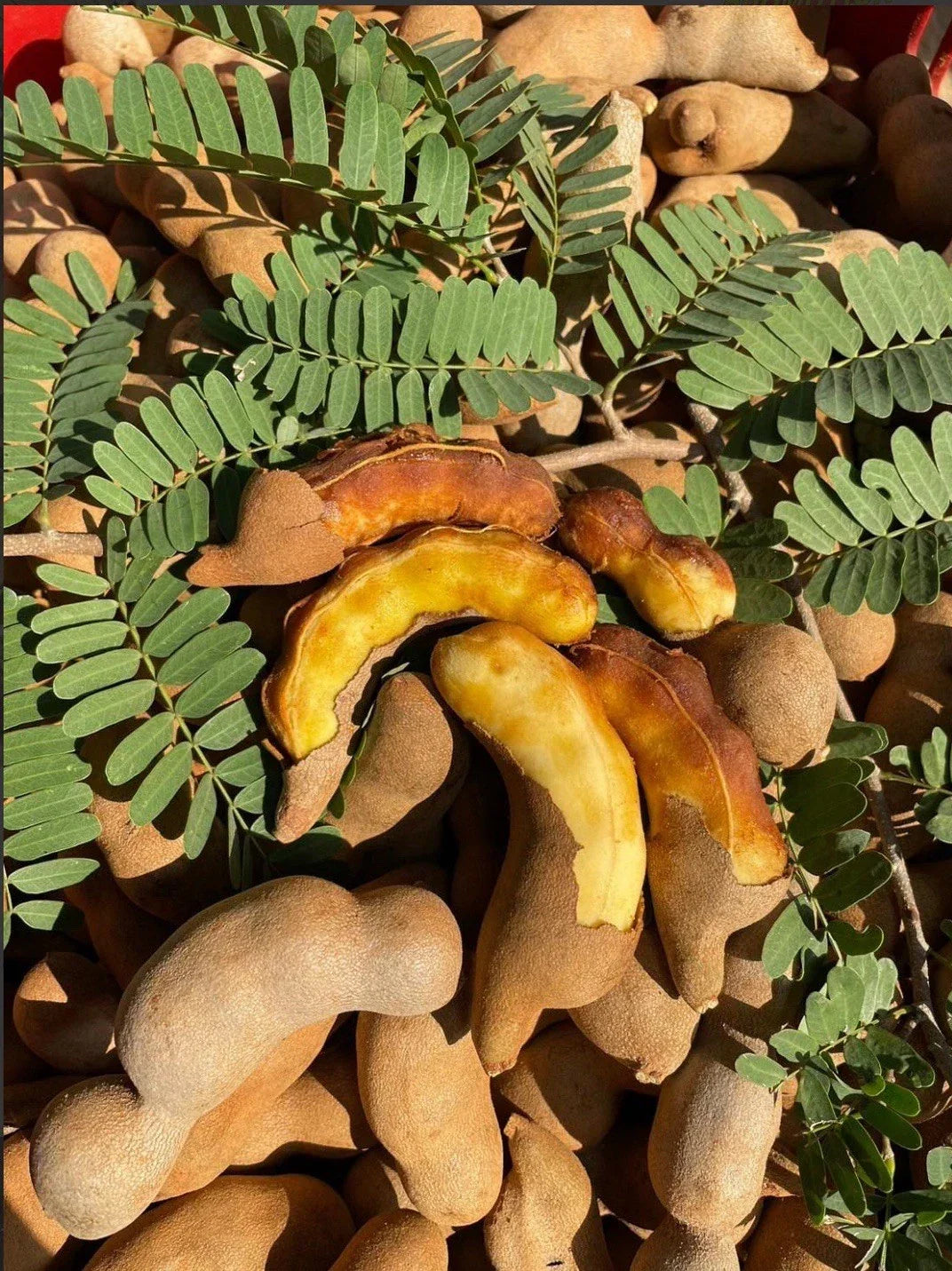 Sweet Tamarind Fruit Tree - Pack of 3 Live Plants - Tamarindus indica - Exotic Edible Fruit Tree for Garden or Patio