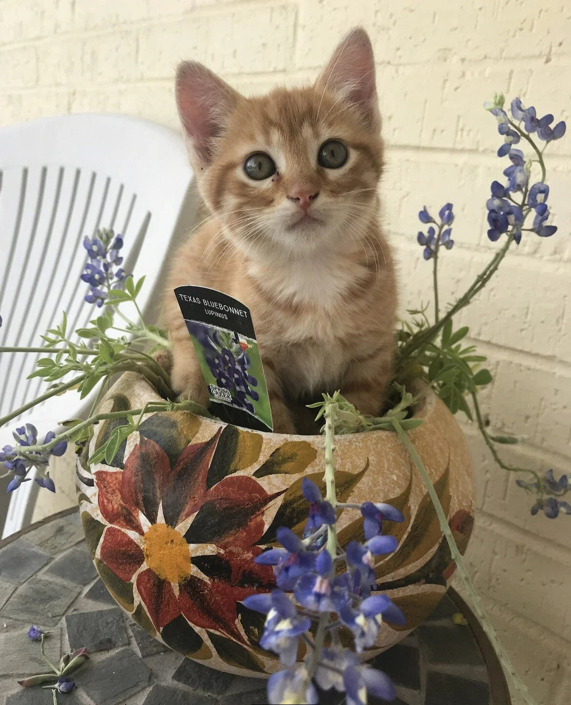 Texas Bluebonnet Seeds - 50 Perennial Wildflower Seeds - Lupinus Texensis - Vibrant Blue Flowers for Gardens & Wildflower Meadows