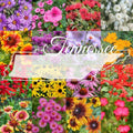 Tennessee Wildflower Seed Mix 1lb Bulk - Native Wildflowers for 2000 sq ft Garden