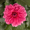 Dahlia Pinnata Flower Seeds - Grande Mendoza Perennial Bulbs for Vibrant Blooms, Garden, Cut Flowers, US Seller