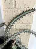 Euphorbia Greenwayi Cutting - Unrooted Succulent Plant - Rare Green Cactus for Indoor Garden and Decor