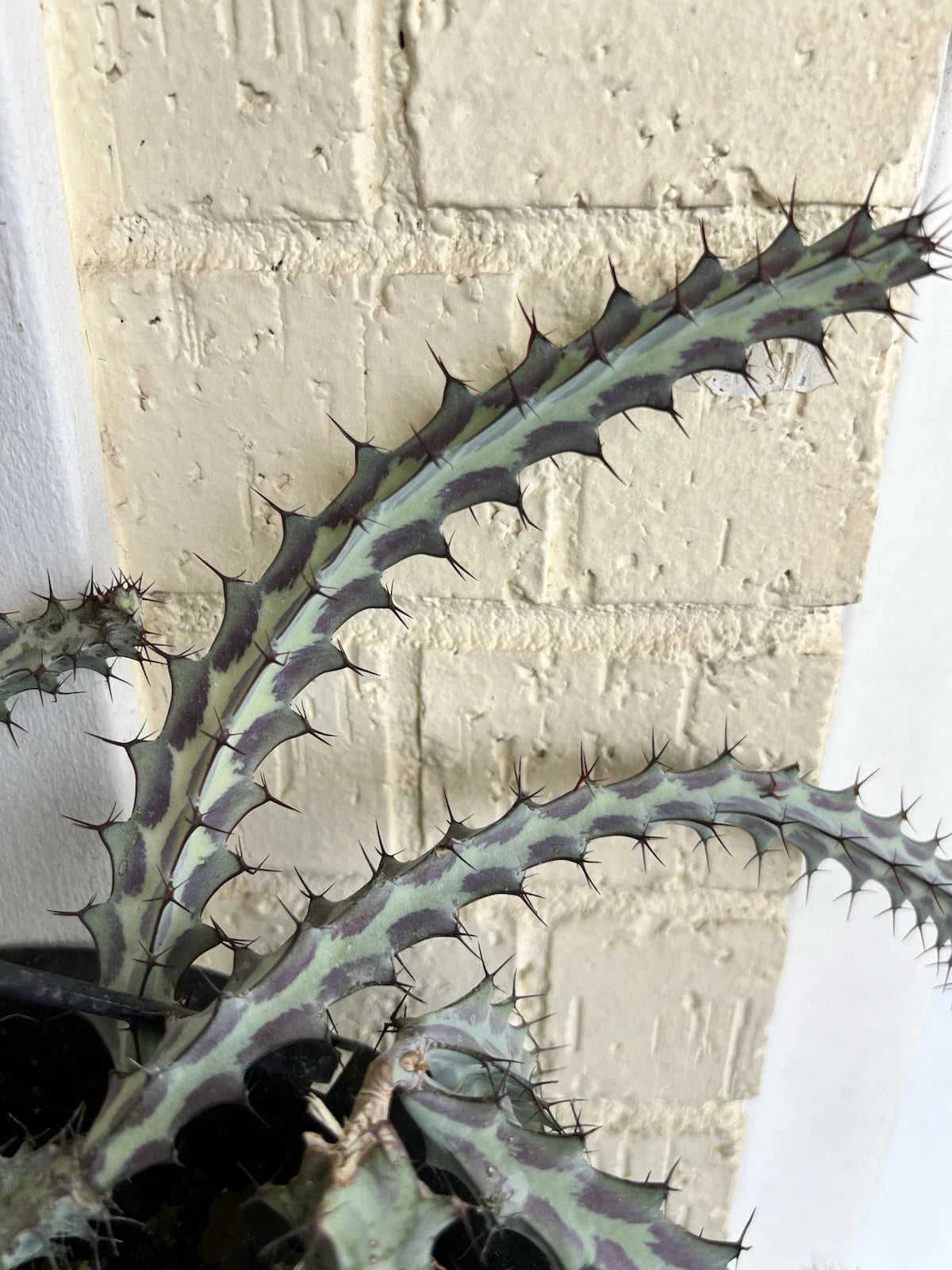 Euphorbia Greenwayi Cutting - Unrooted Succulent Plant - Rare Green Cactus for Indoor Garden and Decor