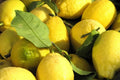 Citron Lemon Seeds, Citrus medica, Fragrant Evergreen Fruit Tree, Etrog, Garden Planting, Non-GMO, 10 Seeds