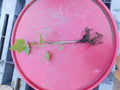 Imperial White Currant Live Rooted Plant, Ribes rubrum, Fruiting Shrub for Zones 3-8