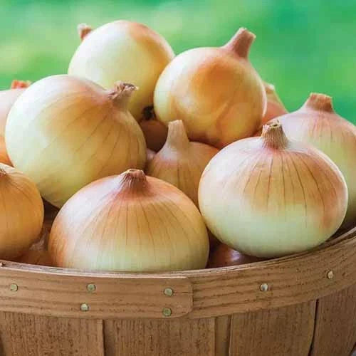 Candy Onion Seeds - 500+ Non-GMO Allium cepa for Garden & Container Planting, Sweet Flavor, Full Sun, USA Grown