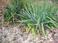 Yucca filamentosa Bare Root Plant – Adam's Needle Yucca with White Flowers, Drought Tolerant Landscape Shrub