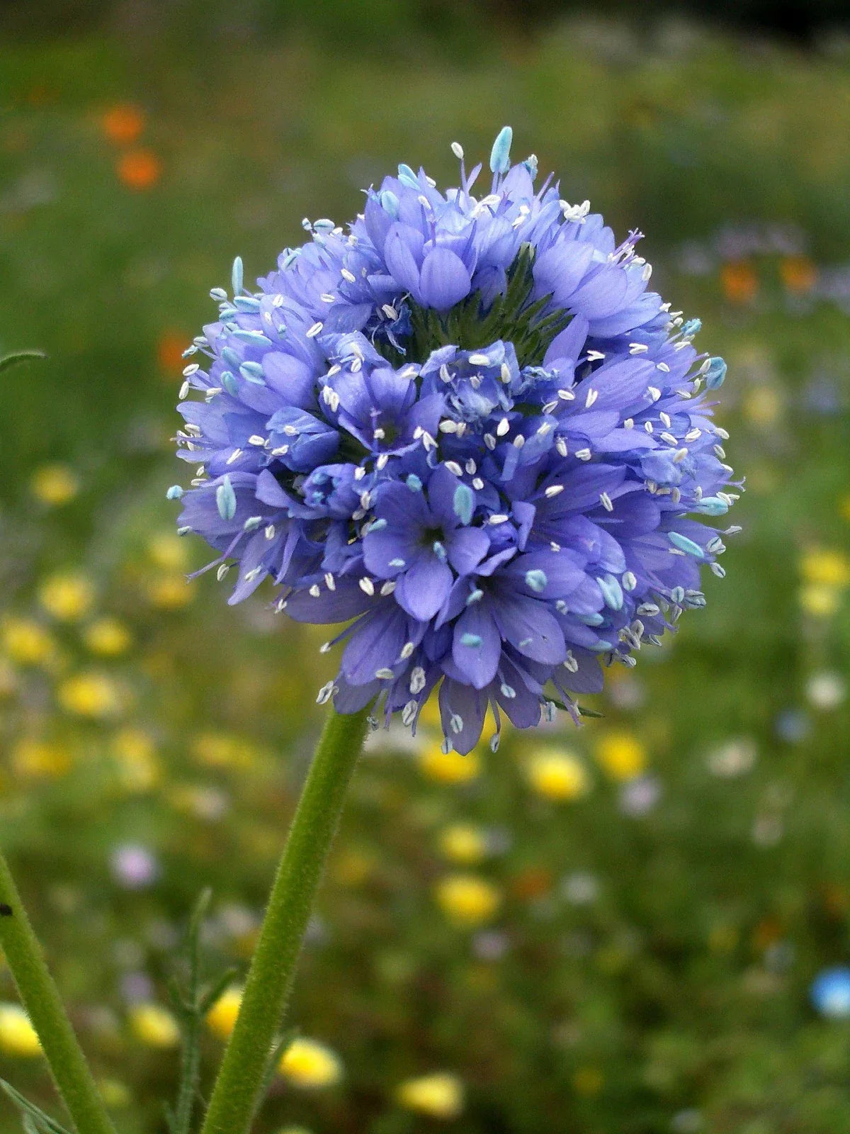Globe Gilia Seeds - California Native Wildflower Seeds for Pollinators - Gilia capitata - Drought-Tolerant Annual Plant