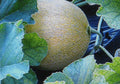 Jumbo Cantaloupe Seeds Pack – Large Melon Variety Cucumis melo – 7 Premium Open-Pollinated Seeds for Home Garden, Fruit Salad & Refreshing Snacks