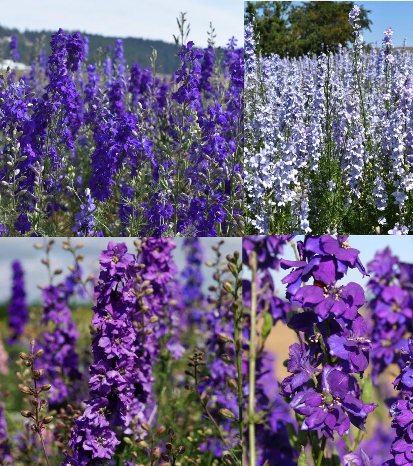 Rocket Larkspur Seeds - Night Sky Mix, Delphinium ajacis, Non-GMO, 500 Seeds, Pollinator Friendly, Garden Borders & Cut Flowers