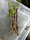 Black Currant Rooted Cuttings 3 Pc Ben Sarek - Ribes nigrum, Cold Hardy, Compact Growth