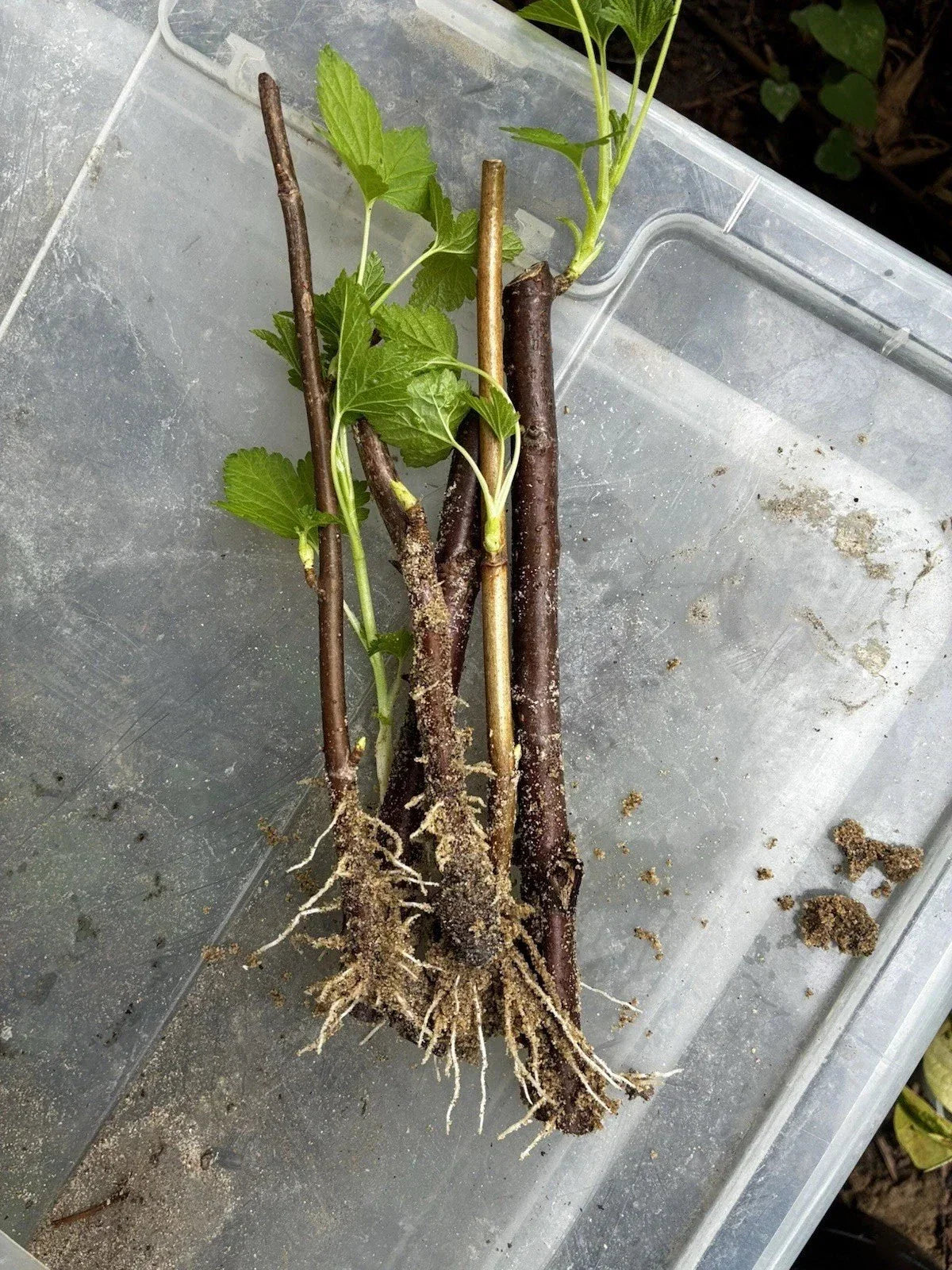 Black Currant Rooted Cuttings 3 Pc Ben Sarek - Ribes nigrum, Cold Hardy, Compact Growth
