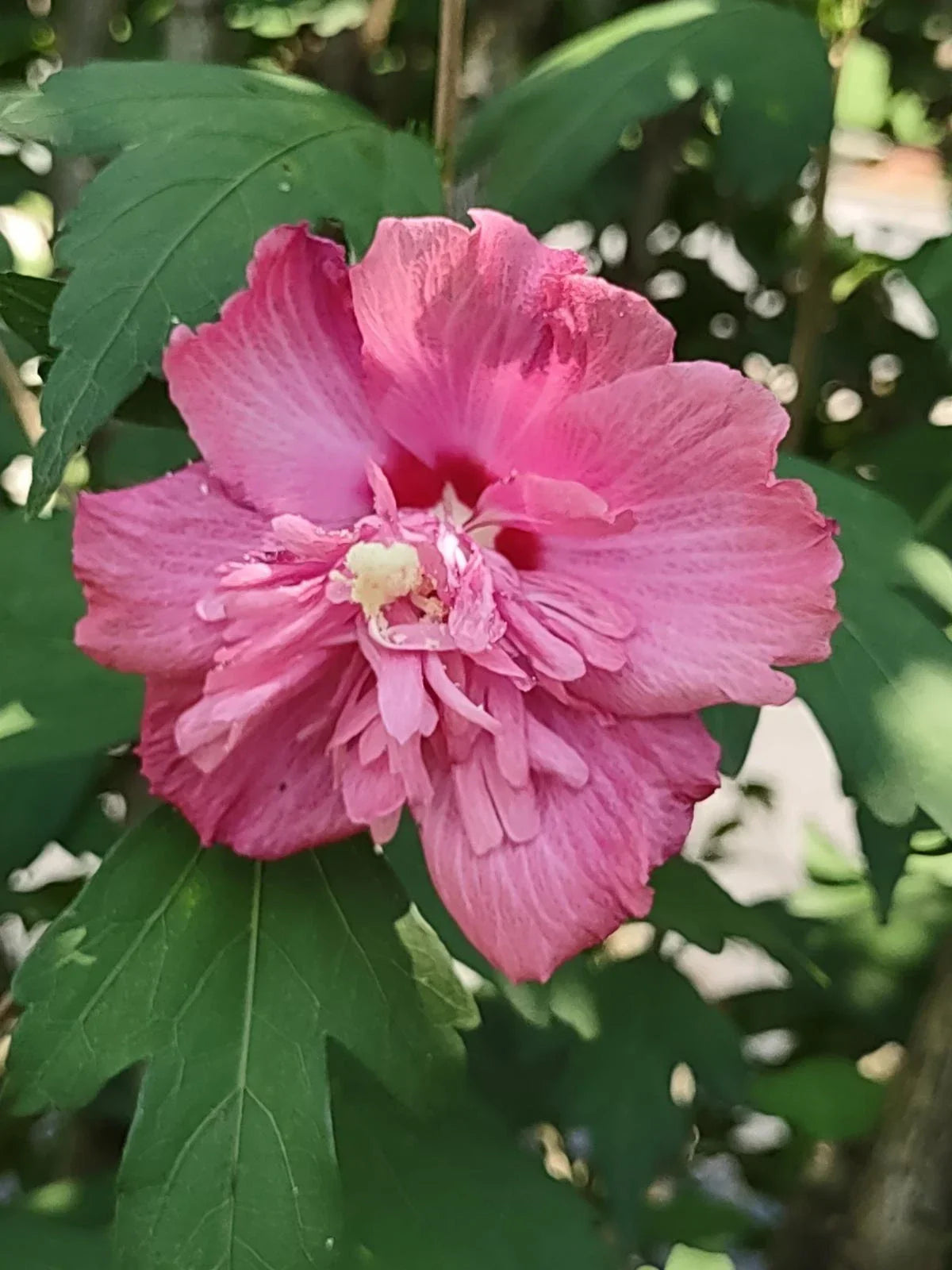 Rose of Sharon Cuttings - Unrooted Double Pink Hibiscus syriacus Garden Plant