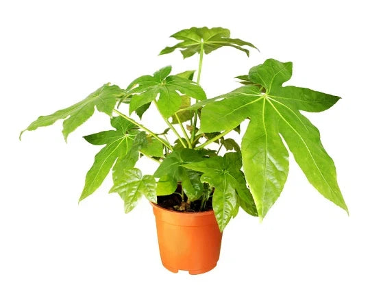 Japanese Aralia Seeds - 20 Pack | Fatsia japonica Indoor & Border Plant | Large Glossy Leaves