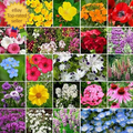 Wildflower Seed Mix 1 lb Non-GMO Native Flower Blend for Partial Shade Gardens, Attracts Pollinators