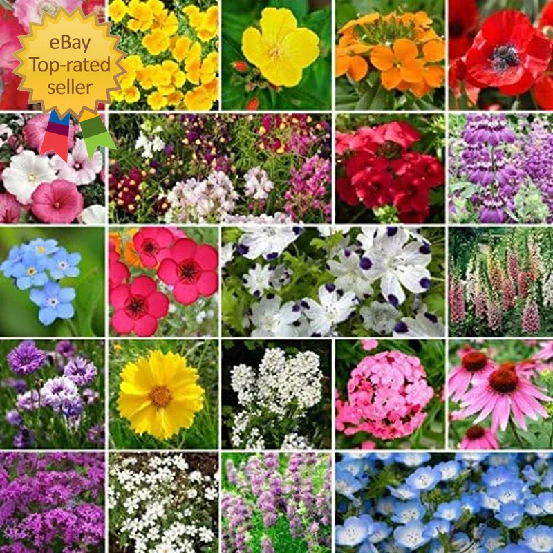 Wildflower Seed Mix 1 lb Non-GMO Native Flower Blend for Partial Shade Gardens, Attracts Pollinators