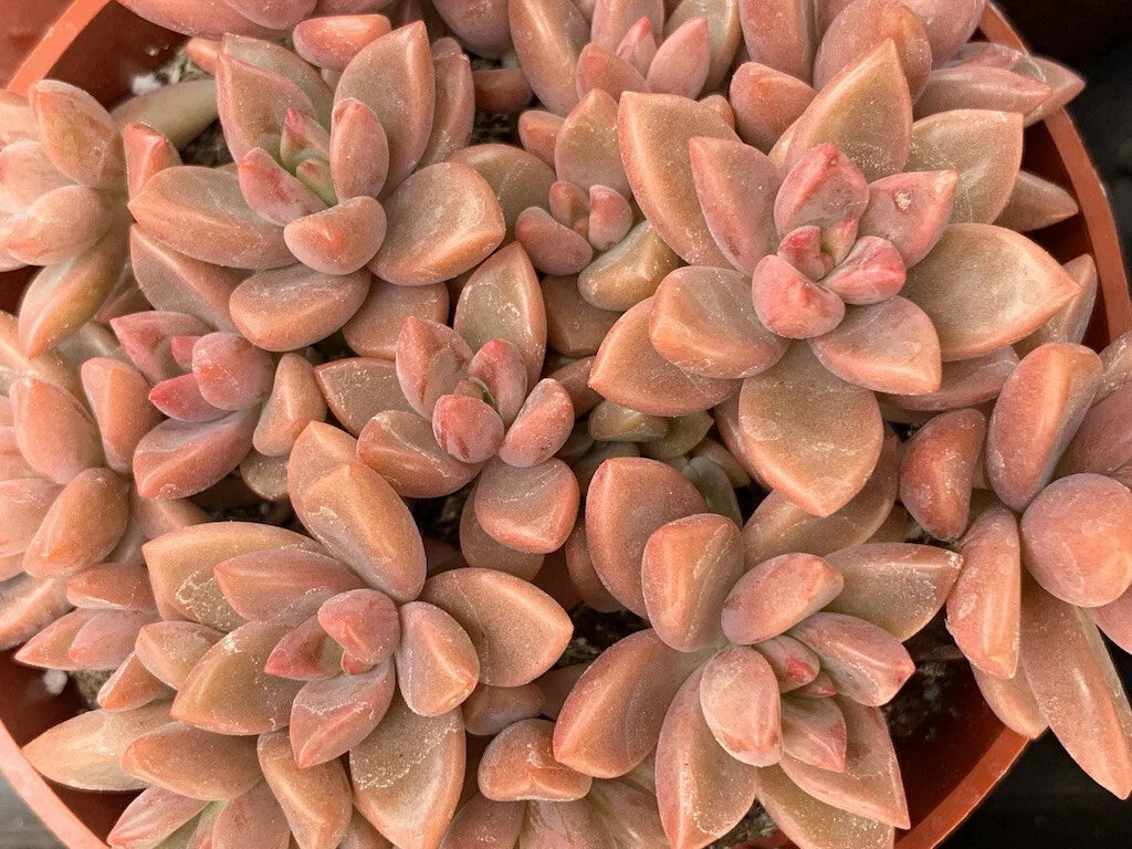 Graptopetalum 'Alpenglow' Succulent Cuttings - 1.5" Rosette, Unrooted, Pink & Blue Foliage, Easy Care, Drought Tolerant