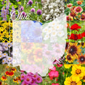 Ohio Wildflower Seed Mix 1/2LB - Native Wildflowers for Gardens, Attract Pollinators, Covers 1,000 sq ft, Various Species