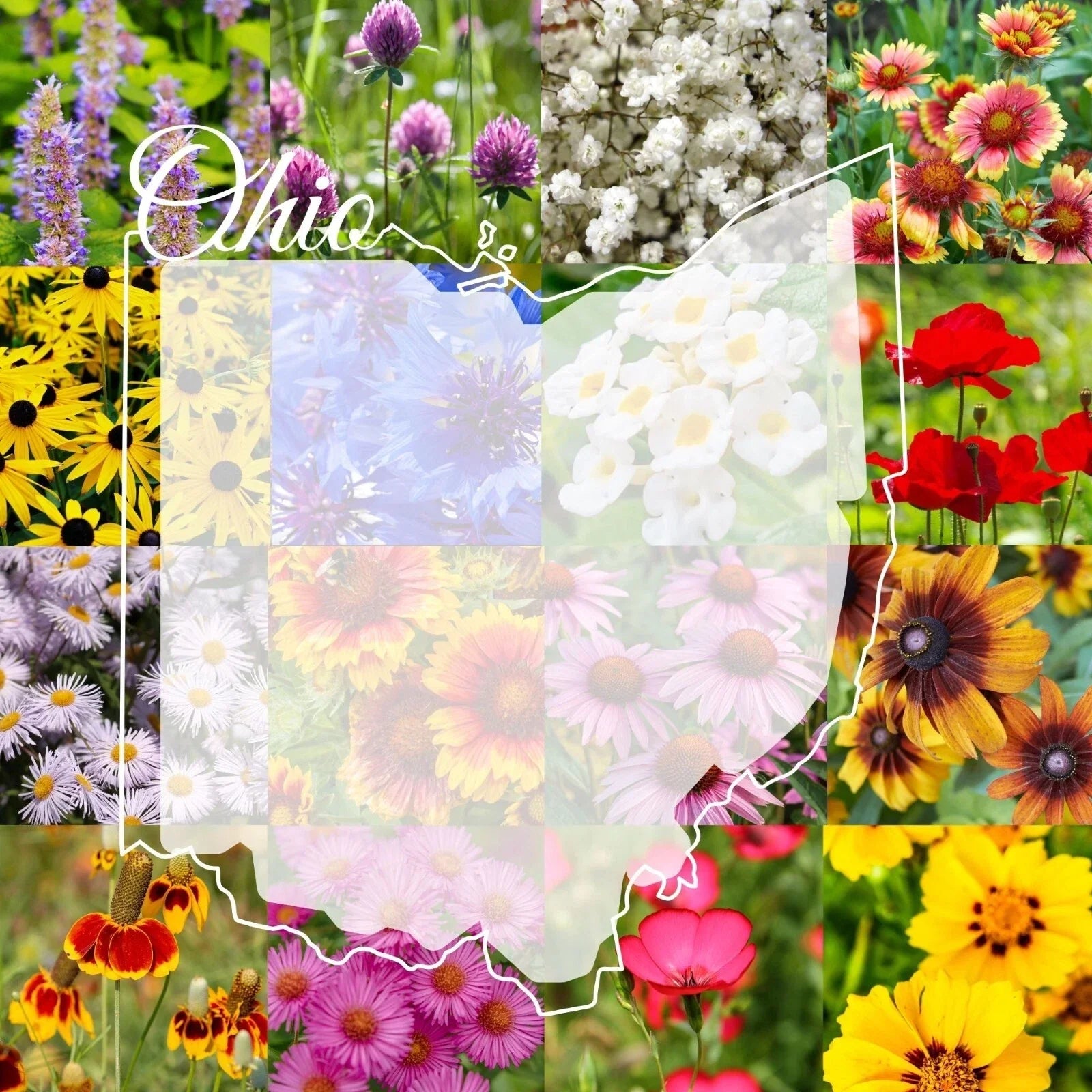 Ohio Wildflower Seed Mix 1/2LB - Native Wildflowers for Gardens, Attract Pollinators, Covers 1,000 sq ft, Various Species