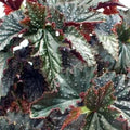 Angel Wing Begonia Starter Plant - Fannie Moser Variety - Live Rooted Houseplant for Indoor Decor