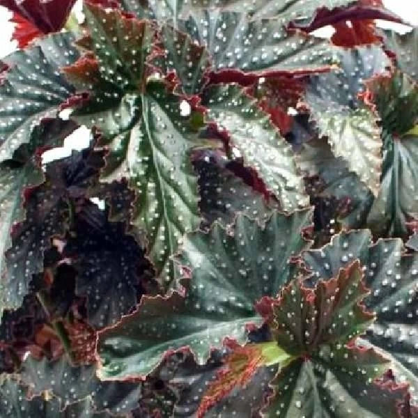 Angel Wing Begonia Starter Plant - Fannie Moser Variety - Live Rooted Houseplant for Indoor Decor