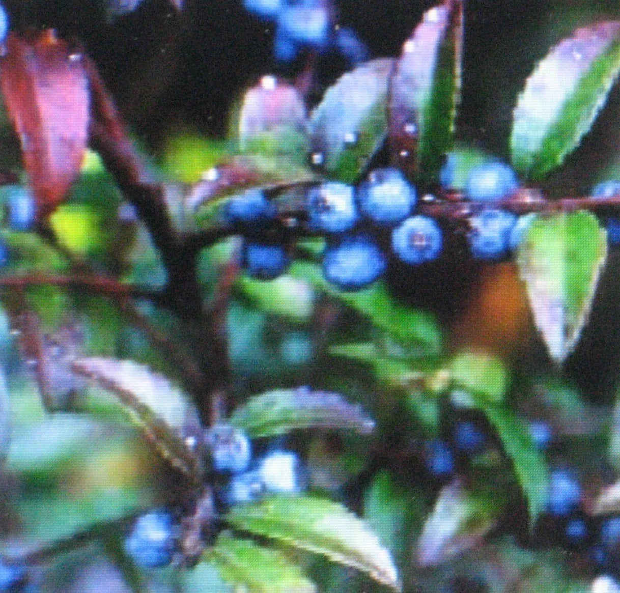 Huckleberry Seeds Bulk 1000 Pack - Vaccinium myrtillus - Sweet Edible Berries for Gardens & Landscaping