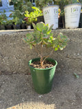 Aeonium Haworthii Succulent Plant - 12" Rooted Bonsai Tree in Pot - Green Rosette Variety - Drought-Tolerant Indoor Outdoor Plant