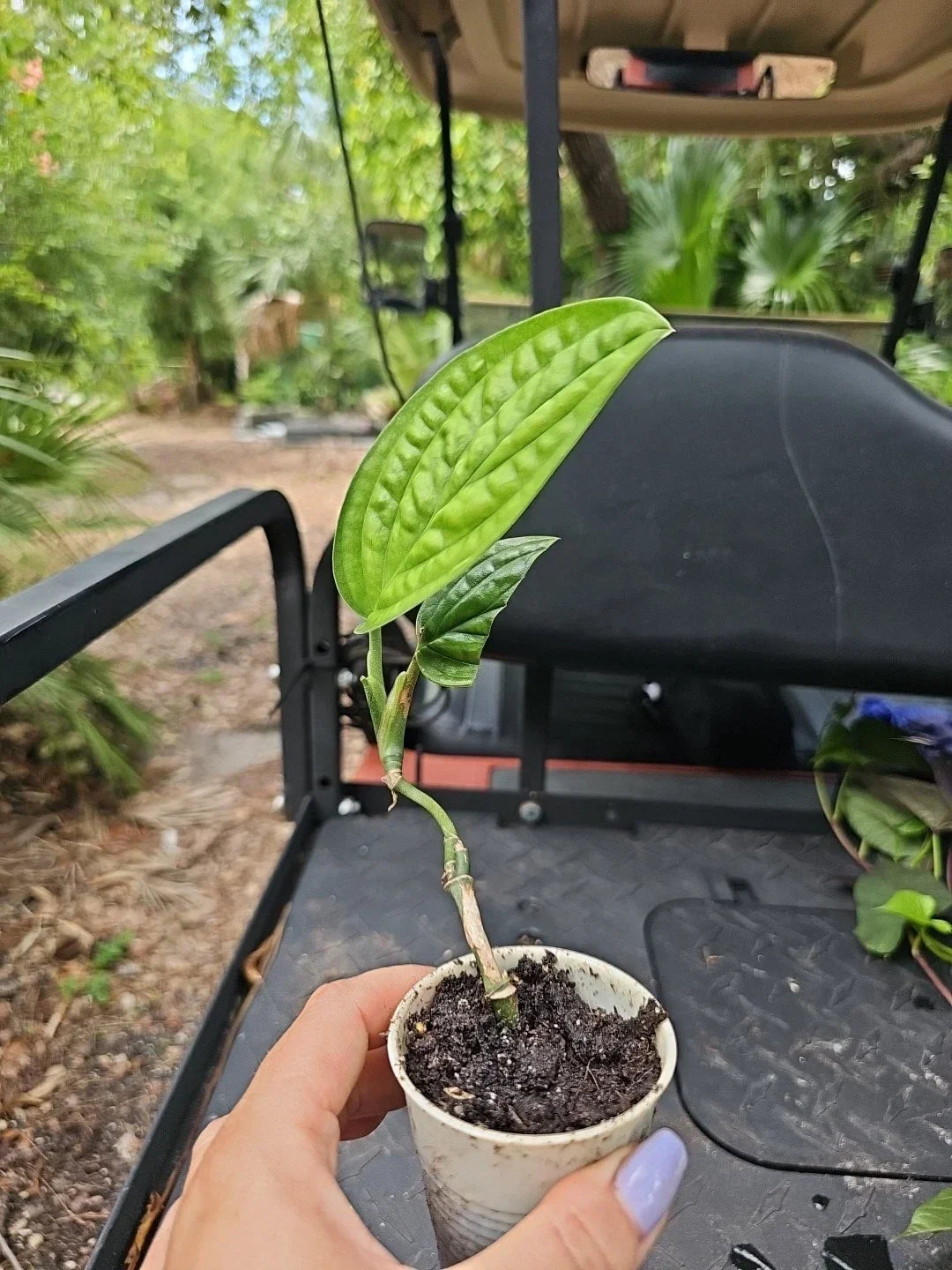 Monstera Peru Live Plant in 2.5" Pot, Karstenianum, Rooted Tropical Houseplant, Exotic Foliage, Indoor Decor