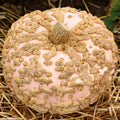Galeux D'Eysines Pumpkin Seeds - Heirloom Cucurbita maxima for Garden Planting, Warty Skin, Sweet Flavor, 25+ Seeds