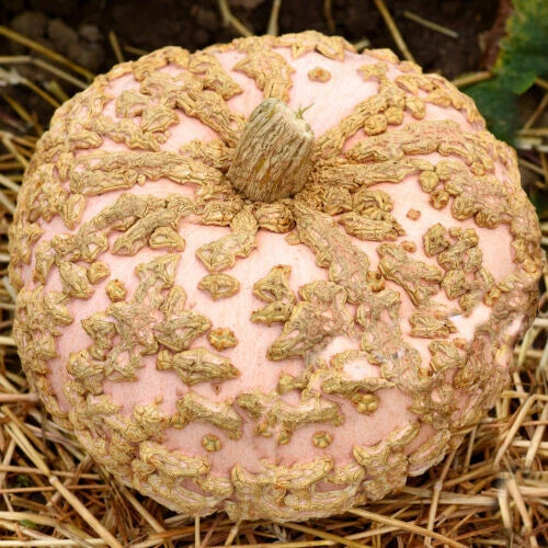 Galeux D'Eysines Pumpkin Seeds - Heirloom Cucurbita maxima for Garden Planting, Warty Skin, Sweet Flavor, 25+ Seeds
