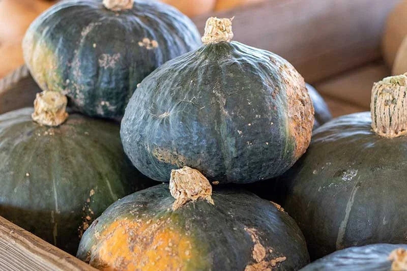 Buttercup Squash Seeds - 25+ Pack, Heirloom Cucurbita maxima, Vining Vegetable Seeds for Garden Planting