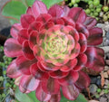 Live Succulent 6" Bare Root Aeonium 'Mardi Gras' Variegated Indoor Plant, Drought Tolerant, Low Maintenance