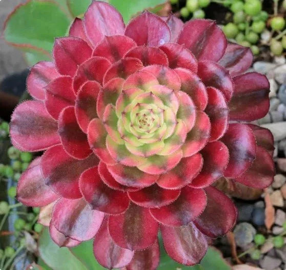 Live Succulent 6" Bare Root Aeonium 'Mardi Gras' Variegated Indoor Plant, Drought Tolerant, Low Maintenance