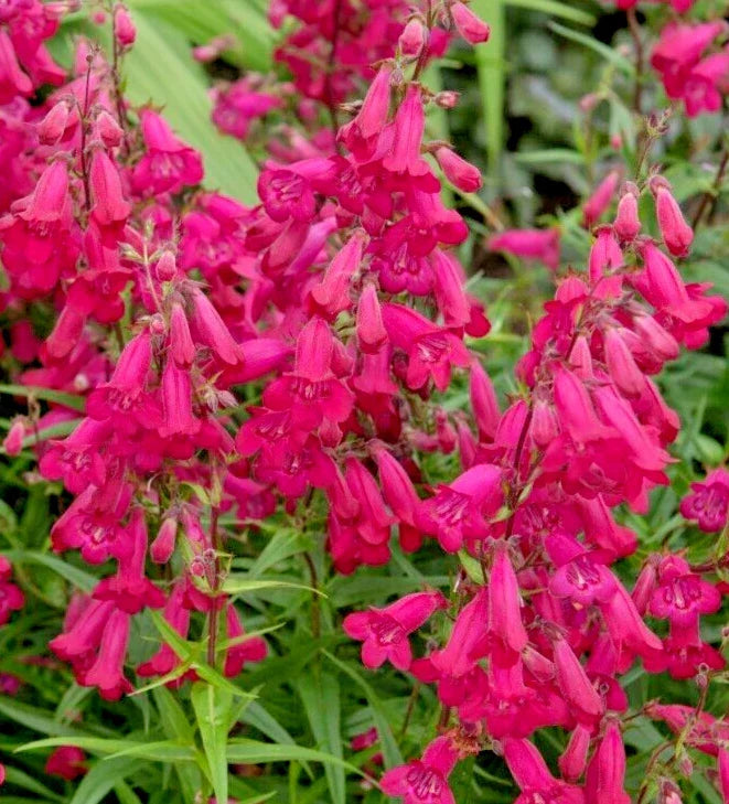 Bright Scarlet Penstemon Seeds - 150 Count, Penstemon barbatus, Easy to Grow, Drought Tolerant Perennial for Gardens