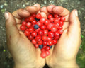 Black Gold Huckleberry Seeds – Vaccinium membranaceum Native Berry Plant for Garden or Landscape, 30+ Seeds