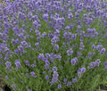 Lavender Seeds - Munstead Variety - Perennial Herb for Gardens & Aromatherapy - Lavandula angustifolia - 25 Pack