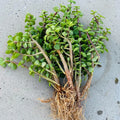 12 Pack Portulacaria Afra Jade Tree Bonsai Elephant Bush Rooted Plants – Succulent Indoor Garden Decor