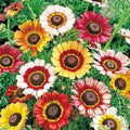 Painted Daisy Seeds Bulk Pack - Non-GMO Perennial Pollinator Seeds for Gardens & Wildflower Meadows