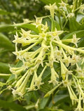 Night Blooming Jasmine Plant Live - Fragrant Cestrum Nocturnum Shrub for Garden or Patio