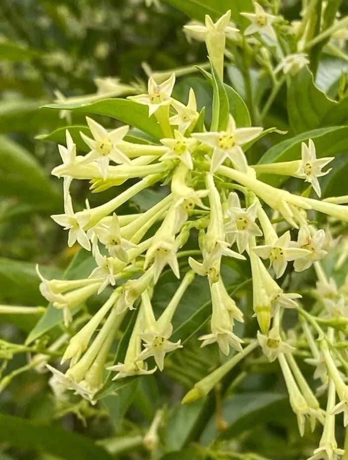 Night Blooming Jasmine Plant Live - Fragrant Cestrum Nocturnum Shrub for Garden or Patio