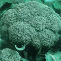 Organic Heirloom Broccoli Seeds - Green Sprouting Calabrese - 500 Seeds - Brassica oleracea