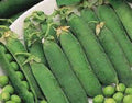 Organic Heirloom Little Marvel Green Pea Seeds - Non-GMO, Compact Bush, Pisum sativum, Vegetable Gardening, 100 Seeds