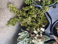 Variegated Artillery Fern Plant in 4" Pot - Pilea Microphylla 'Variegata' Indoor Houseplant, Green Foliage