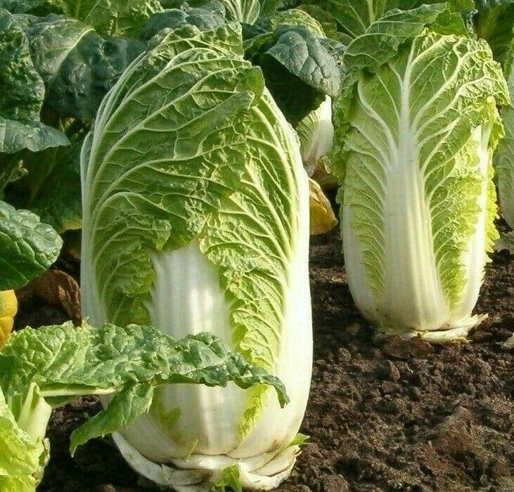 Chinese Michihili Cabbage Seeds - 500+ Asian Vegetable Greens, Brassica rapa subsp. pekinensis, Garden Seeds