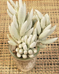 Senecio Haworthii Succulent Cutting - 4" Unrooted Whitest of All Succulents - Drought Tolerant Indoor Plant