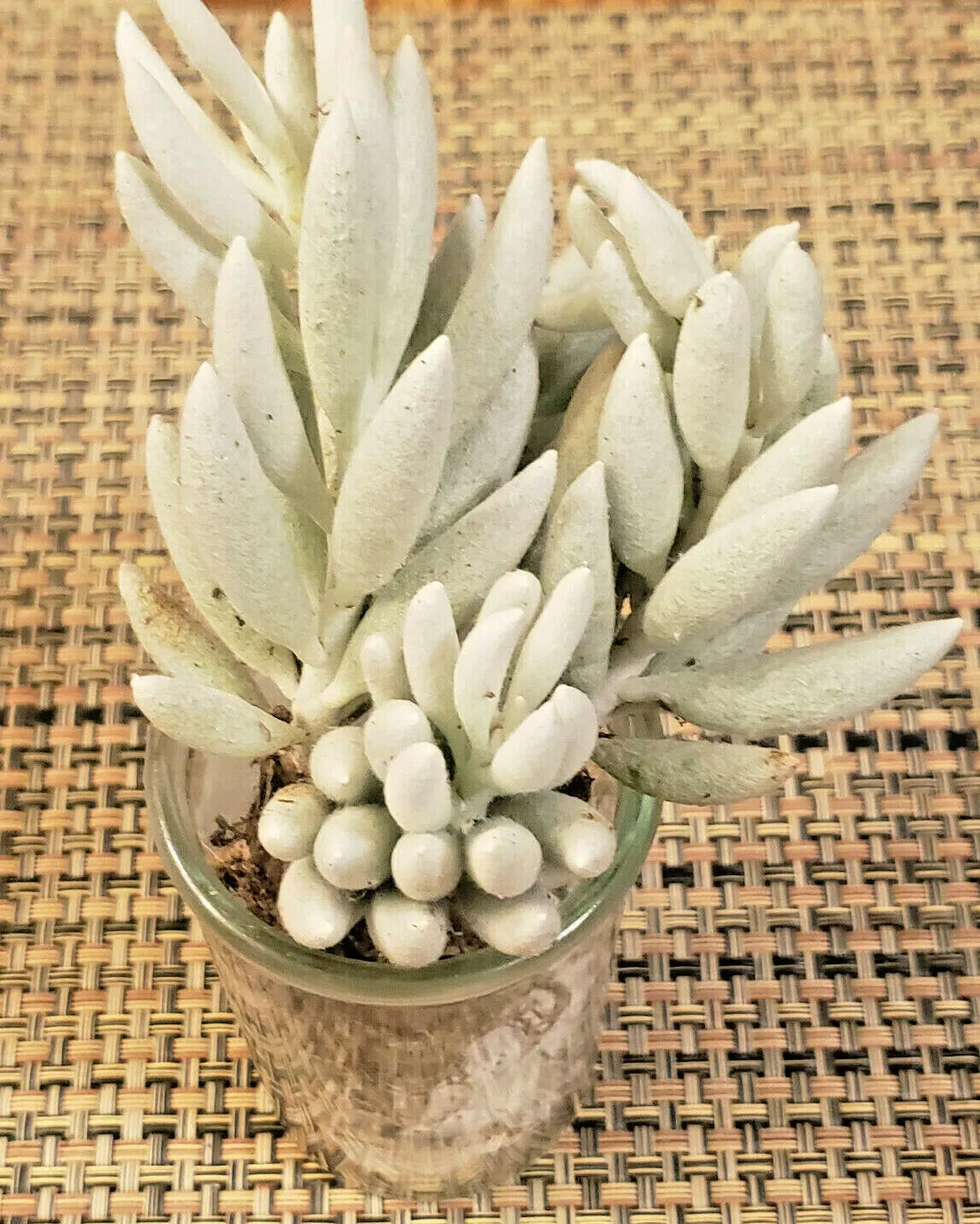 Senecio Haworthii Succulent Cutting - 4" Unrooted Whitest of All Succulents - Drought Tolerant Indoor Plant