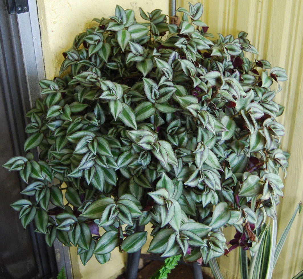 Tradescantia Zebrina Plant - Trailing Houseplant - Purple Green Striped Foliage - Indoor Easy Care Plant