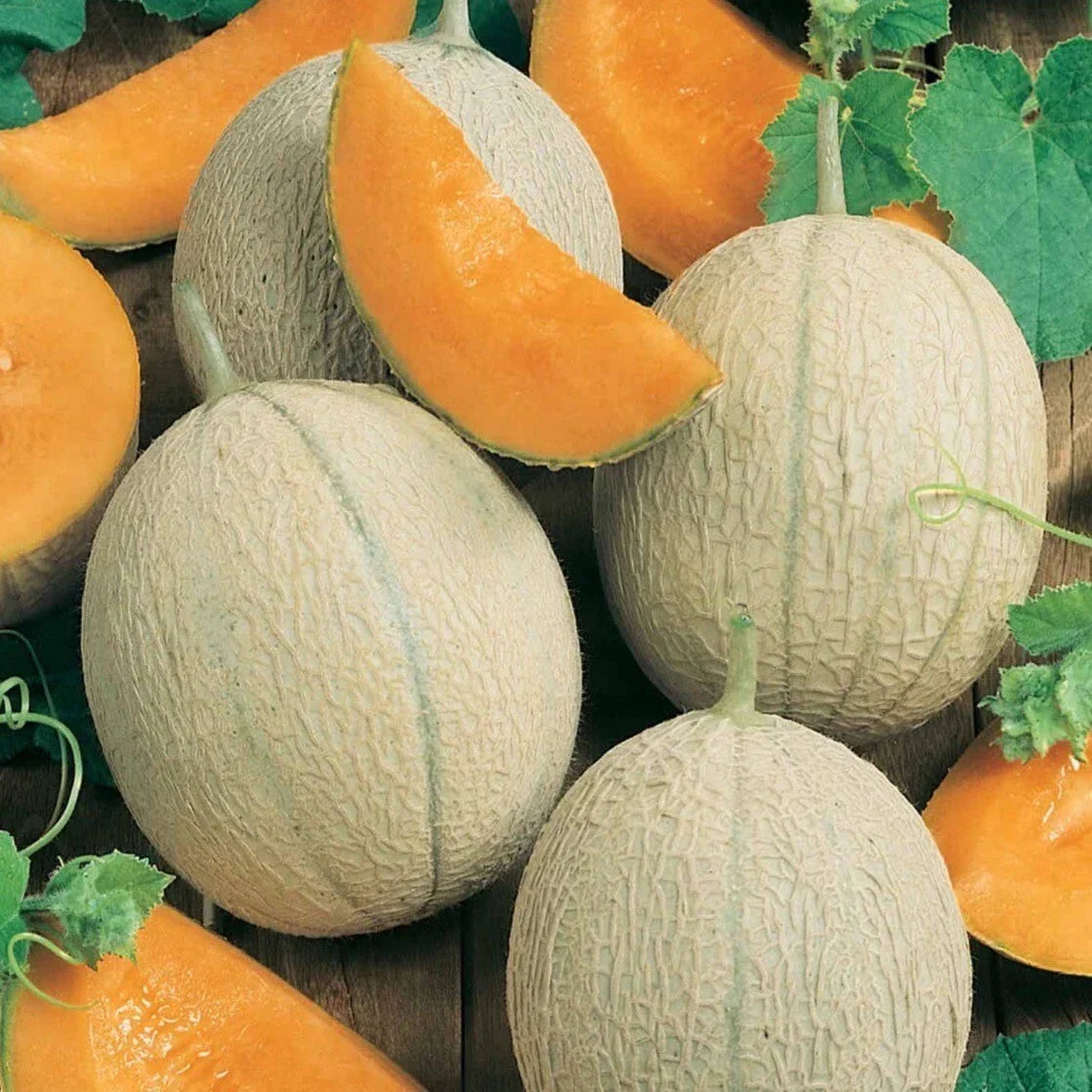 Hearts Of Gold Cantaloupe Seeds – Organic Non-GMO Heirloom Cucumis melo, 25+ Pack, Juicy, Sweet, Vining Fruit for Garden Growth