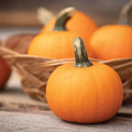 Miniature Pumpkin Seeds for Planting, Cucurbita pepo, Compact Growth, 30 Seeds